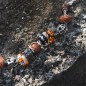 BEAD FAMILY UNITED DONNA TROLLBEADS 